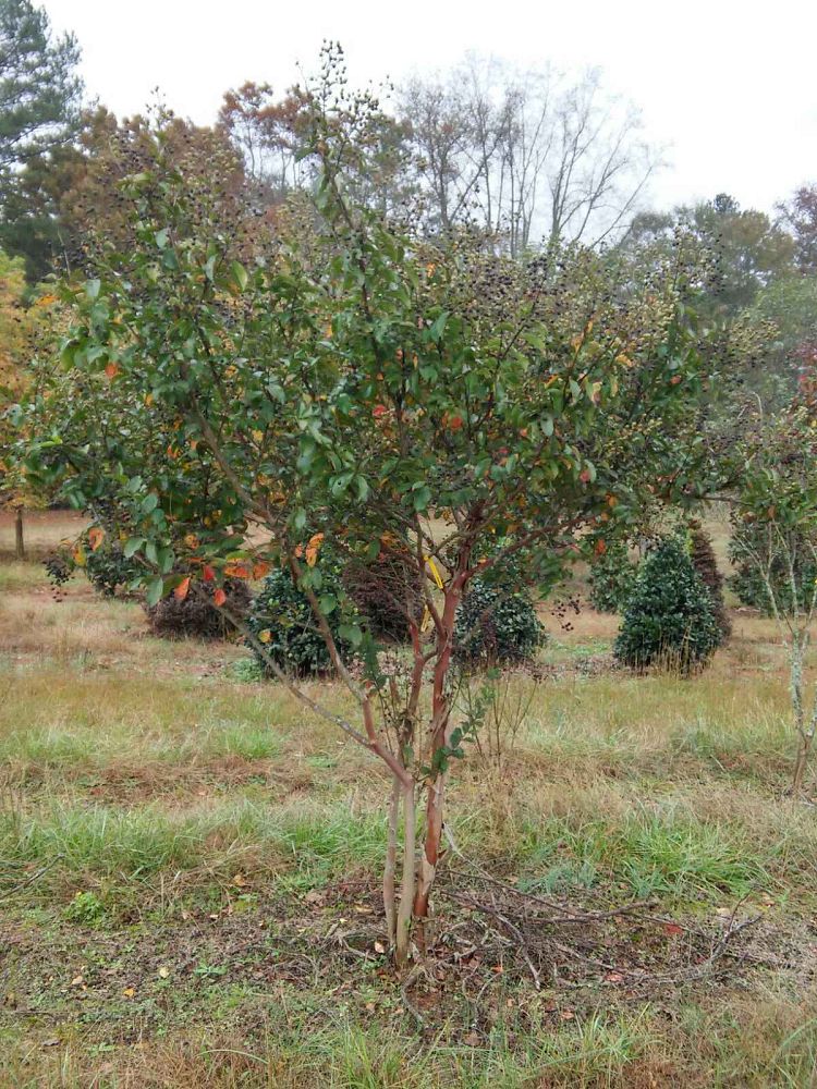 lagerstroemia-fauriei-natchez-japanese-crape-myrtle