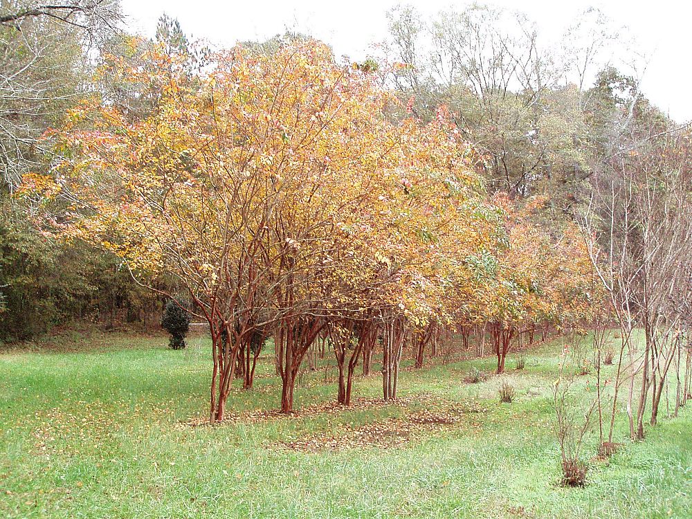 lagerstroemia-fauriei-natchez-japanese-crape-myrtle