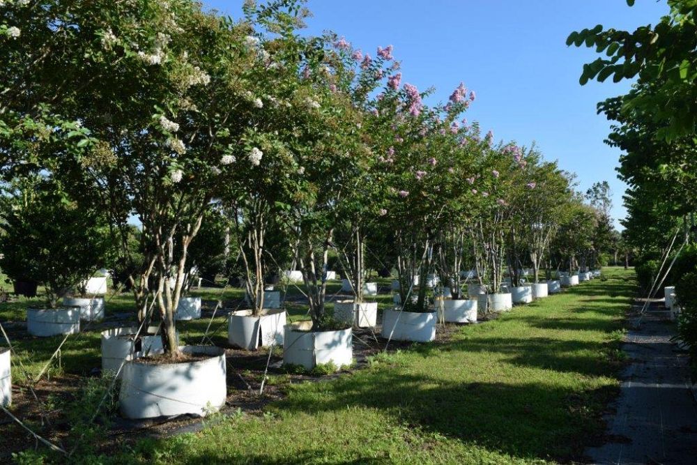 lagerstroemia-fauriei-natchez-japanese-crape-myrtle