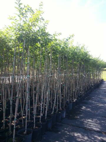 lagerstroemia-fauriei-natchez-japanese-crape-myrtle