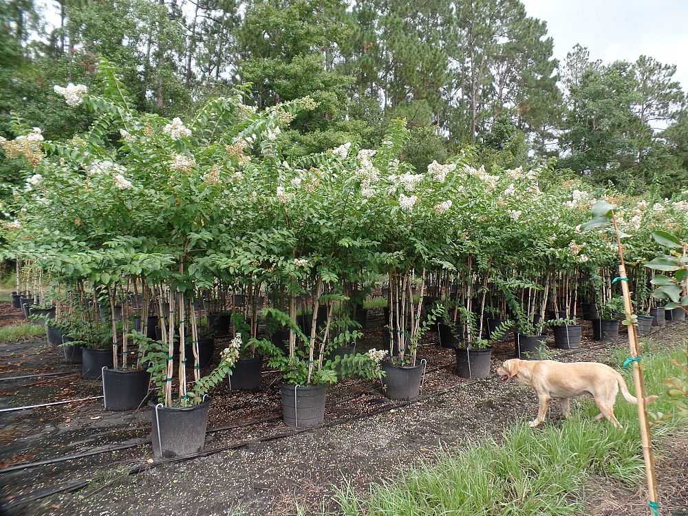 lagerstroemia-fauriei-natchez-japanese-crape-myrtle