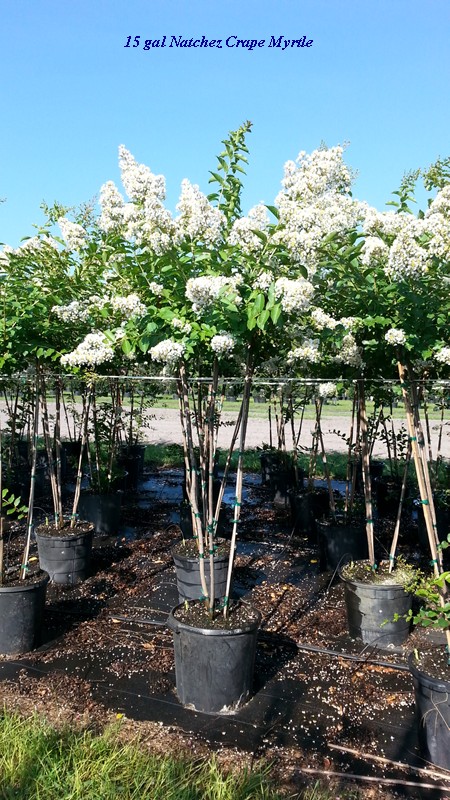 lagerstroemia-fauriei-natchez-japanese-crape-myrtle