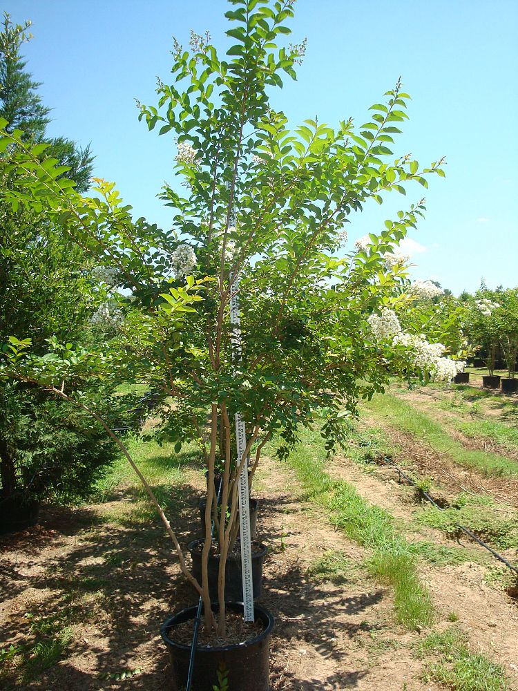 lagerstroemia-fauriei-natchez-japanese-crape-myrtle