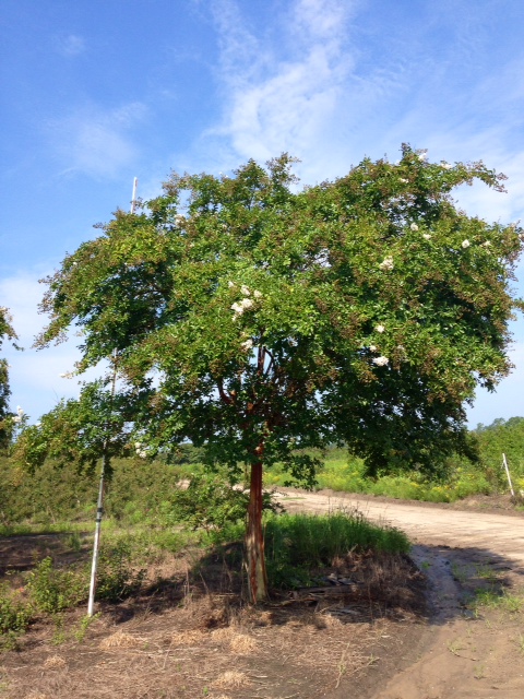 lagerstroemia-fauriei-natchez-japanese-crape-myrtle