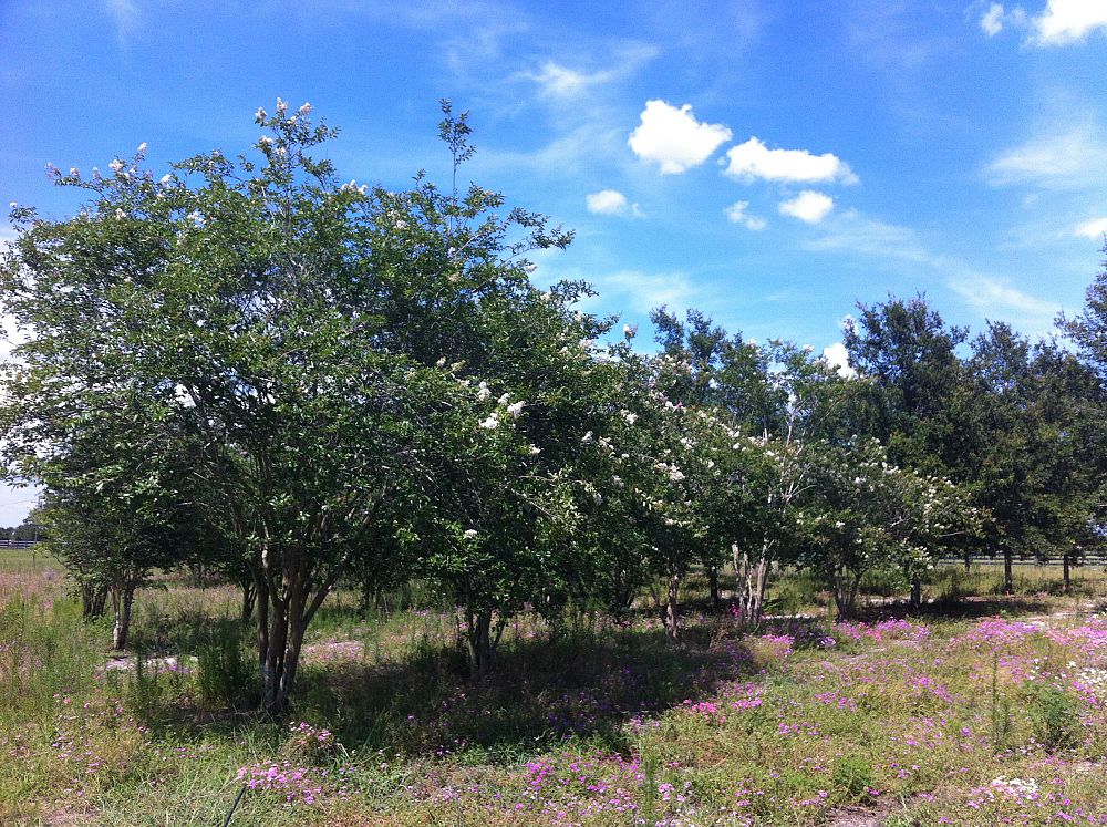 lagerstroemia-fauriei-natchez-japanese-crape-myrtle