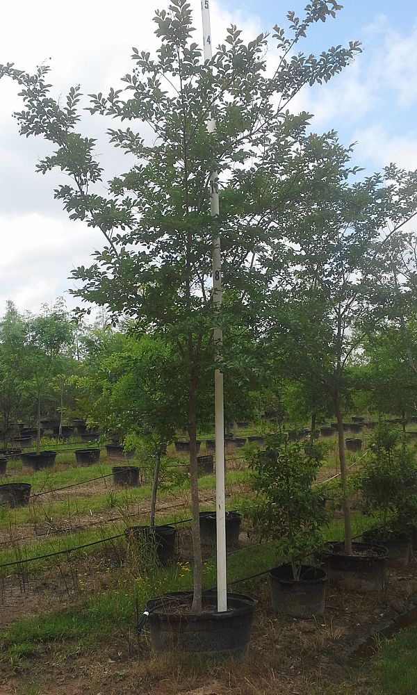 lagerstroemia-fauriei-natchez-japanese-crape-myrtle