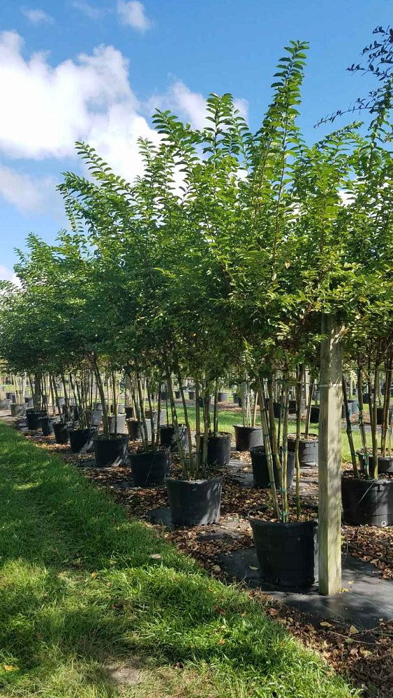 lagerstroemia-fauriei-natchez-japanese-crape-myrtle