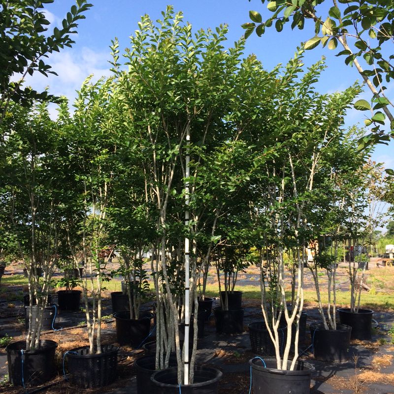 lagerstroemia-fauriei-natchez-japanese-crape-myrtle
