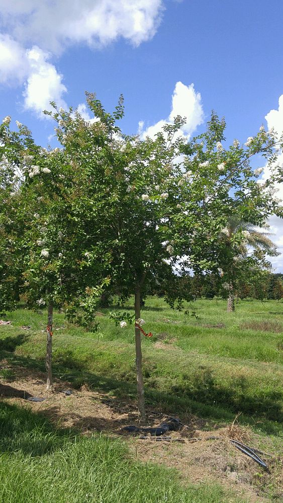 lagerstroemia-fauriei-natchez-japanese-crape-myrtle