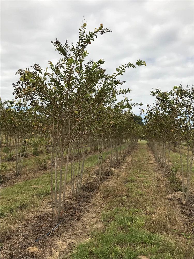 lagerstroemia-fauriei-natchez-japanese-crape-myrtle