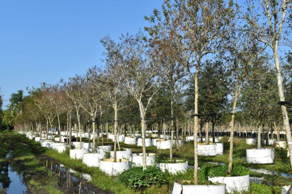 lagerstroemia-fauriei-natchez-japanese-crape-myrtle