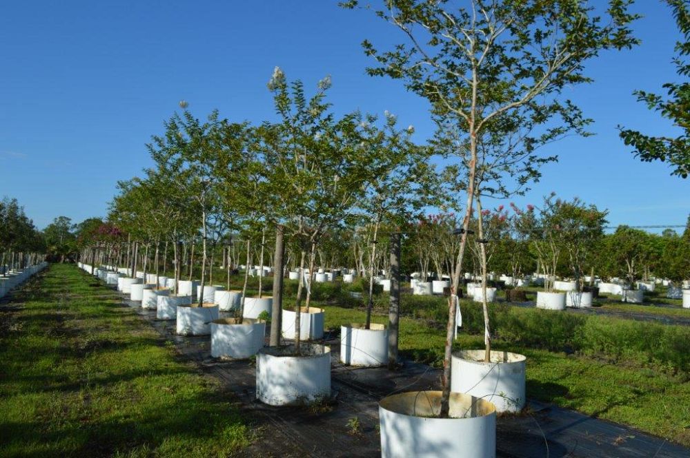 lagerstroemia-fauriei-natchez-japanese-crape-myrtle