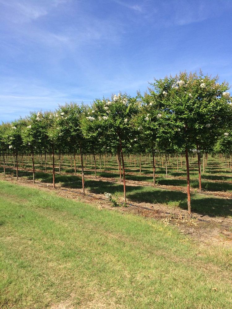 lagerstroemia-fauriei-natchez-japanese-crape-myrtle