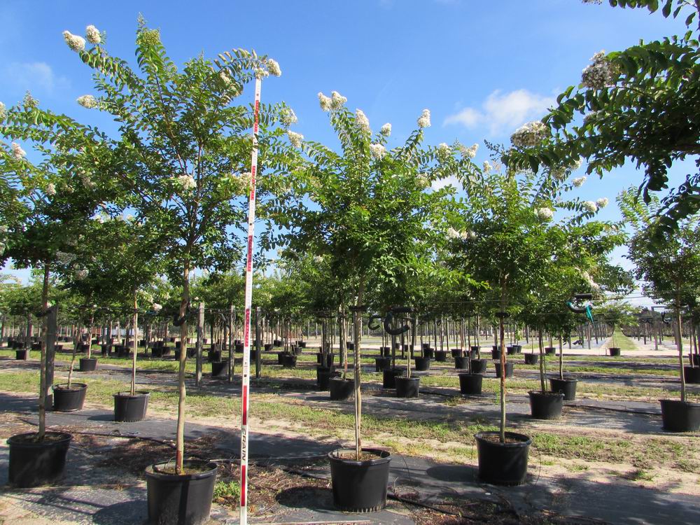 lagerstroemia-fauriei-natchez-japanese-crape-myrtle