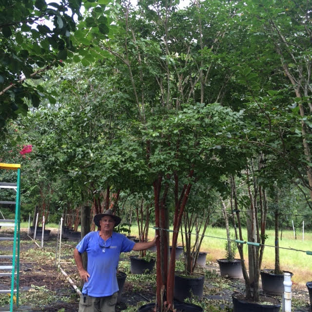 lagerstroemia-fauriei-natchez-japanese-crape-myrtle