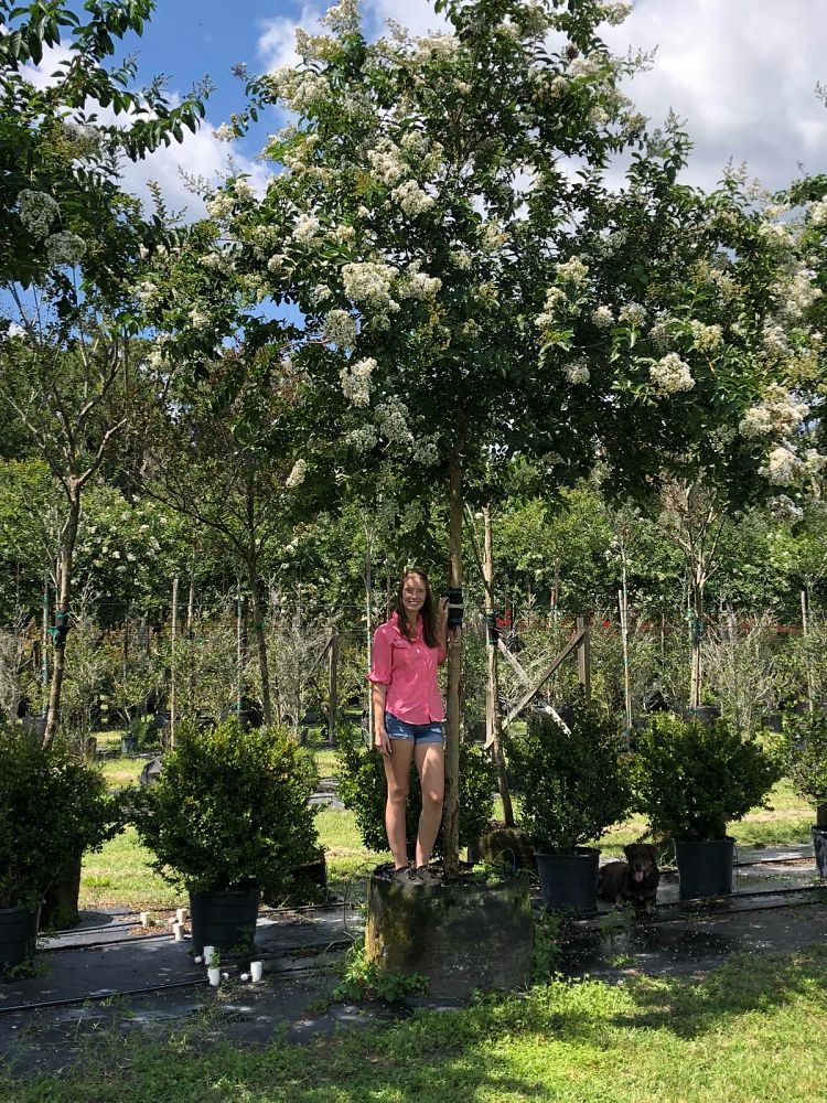 lagerstroemia-fauriei-natchez-japanese-crape-myrtle