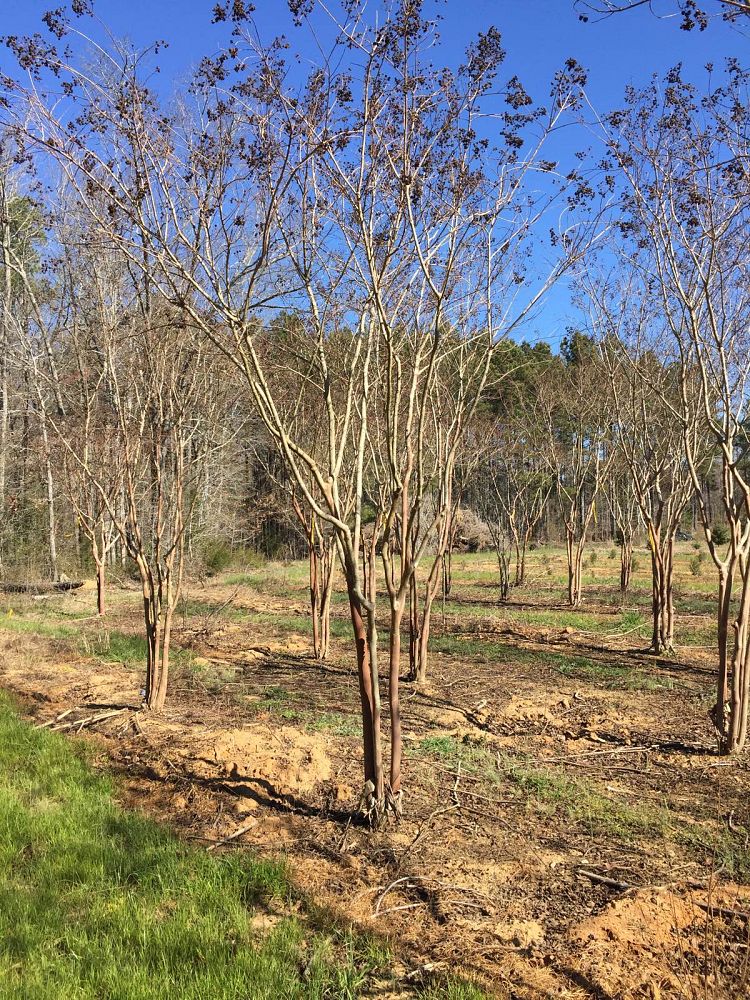 lagerstroemia-fauriei-natchez-japanese-crape-myrtle