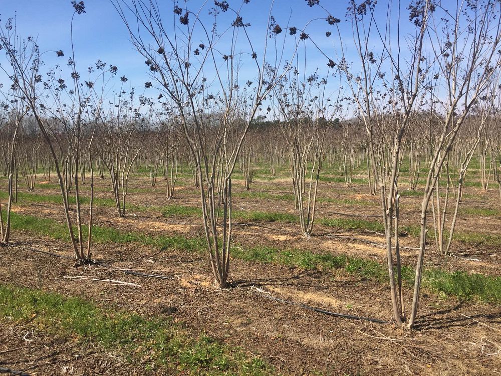 lagerstroemia-fauriei-natchez-japanese-crape-myrtle