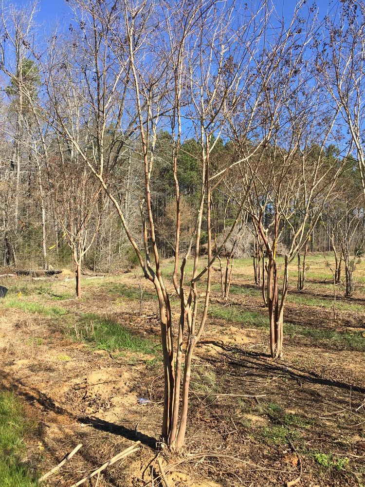 lagerstroemia-fauriei-natchez-japanese-crape-myrtle