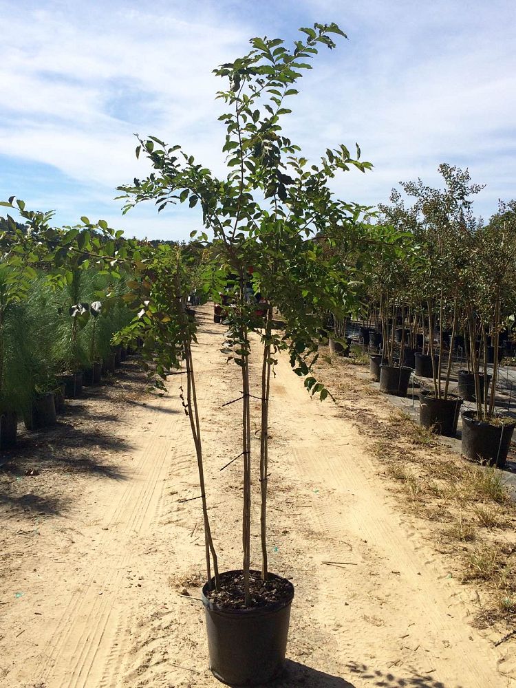 lagerstroemia-fauriei-natchez-japanese-crape-myrtle