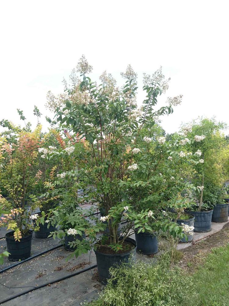 lagerstroemia-fauriei-natchez-japanese-crape-myrtle