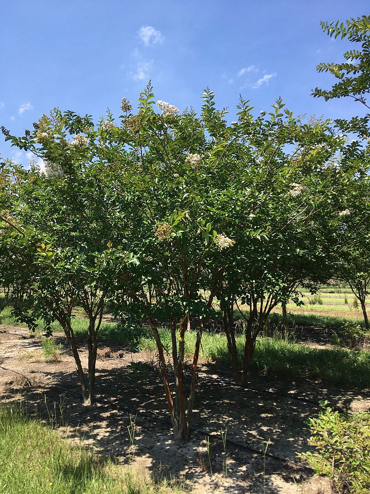 lagerstroemia-fauriei-natchez-japanese-crape-myrtle