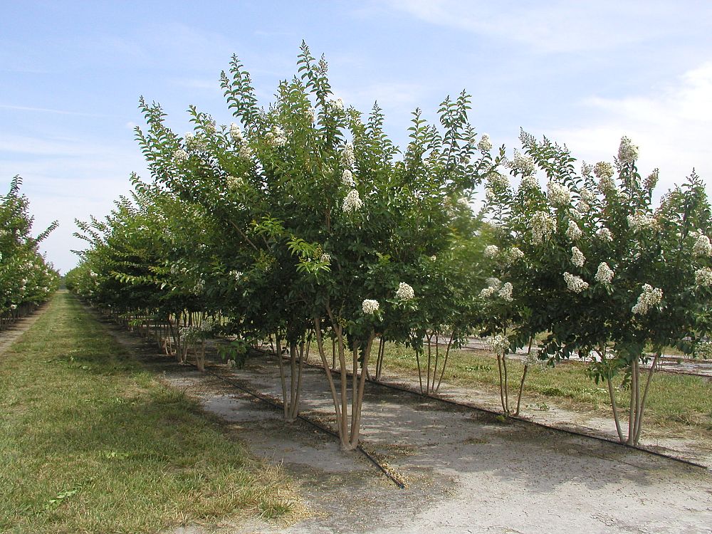 lagerstroemia-fauriei-natchez-japanese-crape-myrtle