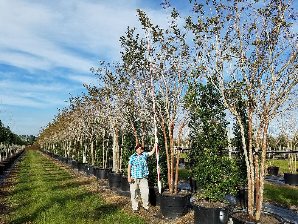 lagerstroemia-fauriei-natchez-japanese-crape-myrtle