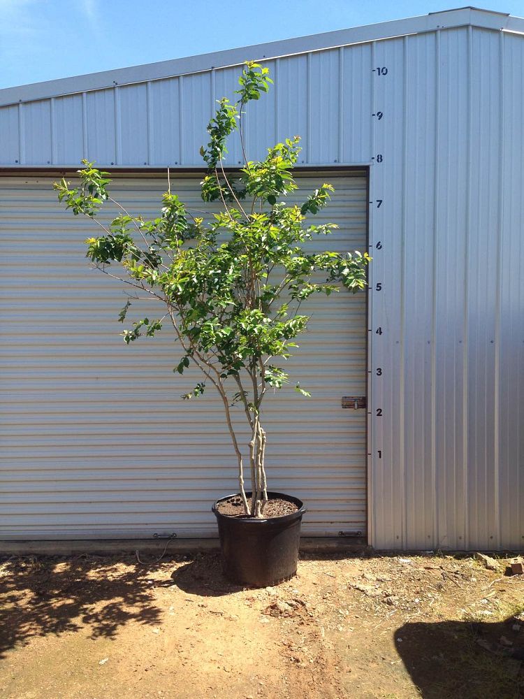lagerstroemia-fauriei-natchez-japanese-crape-myrtle