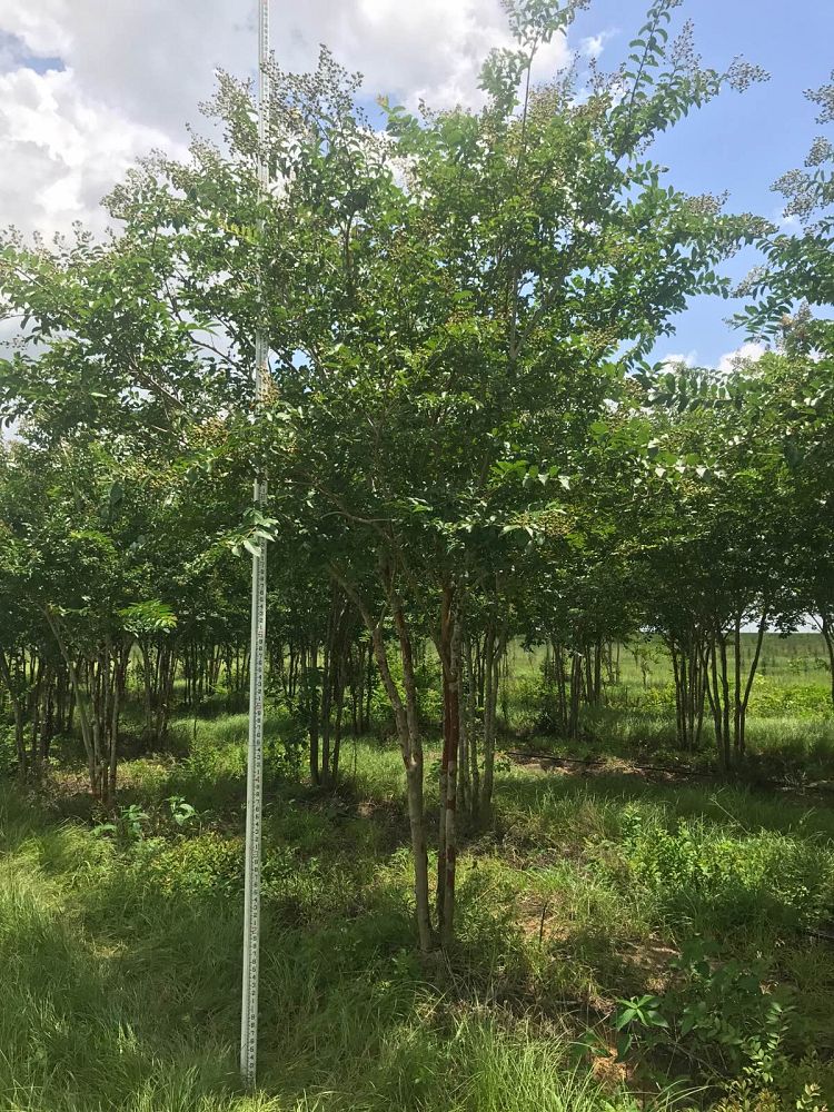 lagerstroemia-fauriei-natchez-japanese-crape-myrtle