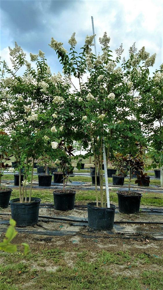 lagerstroemia-fauriei-natchez-japanese-crape-myrtle
