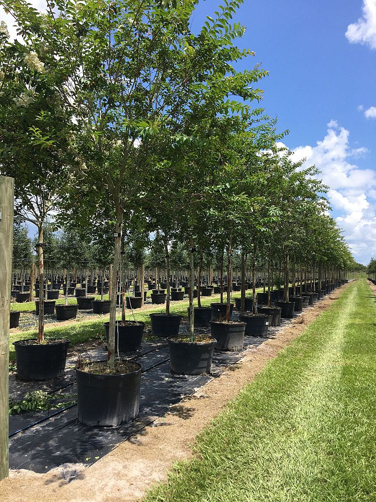 lagerstroemia-fauriei-natchez-japanese-crape-myrtle