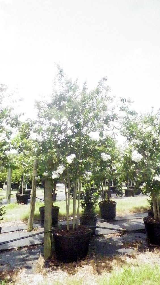 lagerstroemia-fauriei-natchez-japanese-crape-myrtle