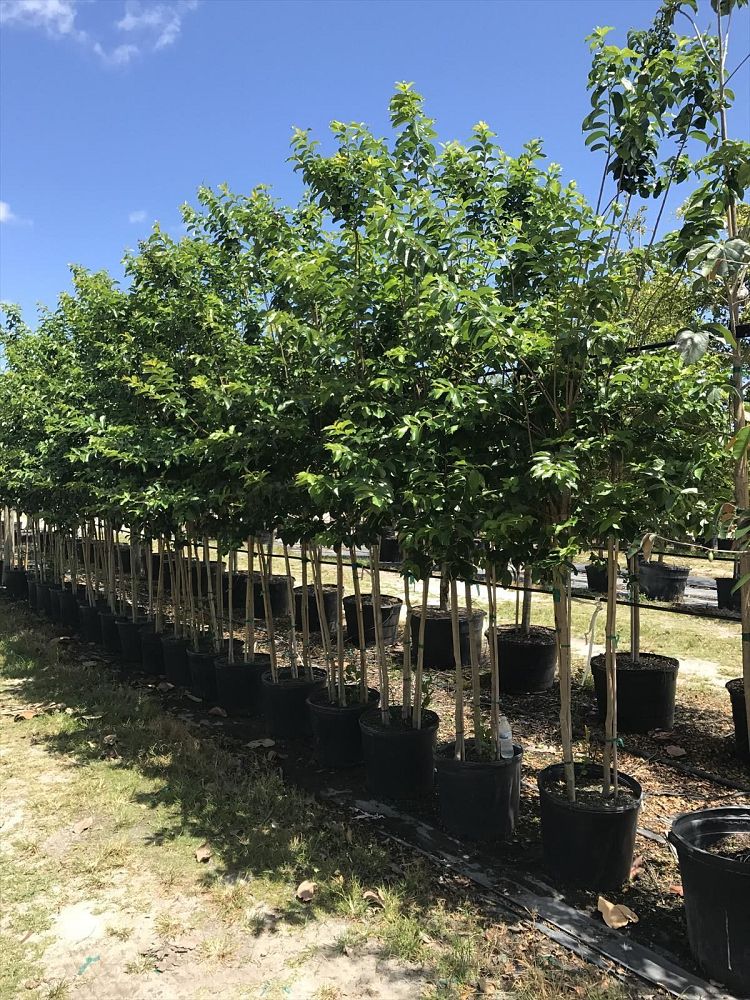 lagerstroemia-fauriei-natchez-japanese-crape-myrtle
