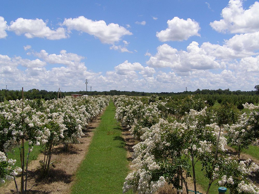 lagerstroemia-fauriei-natchez-japanese-crape-myrtle