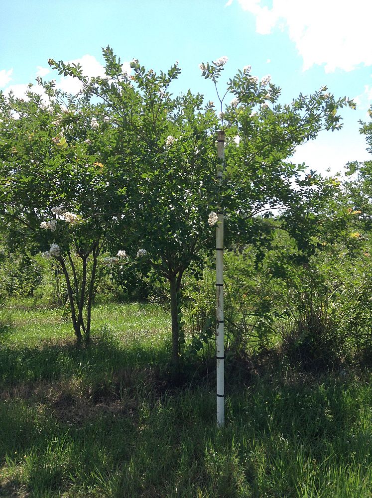 lagerstroemia-fauriei-natchez-japanese-crape-myrtle