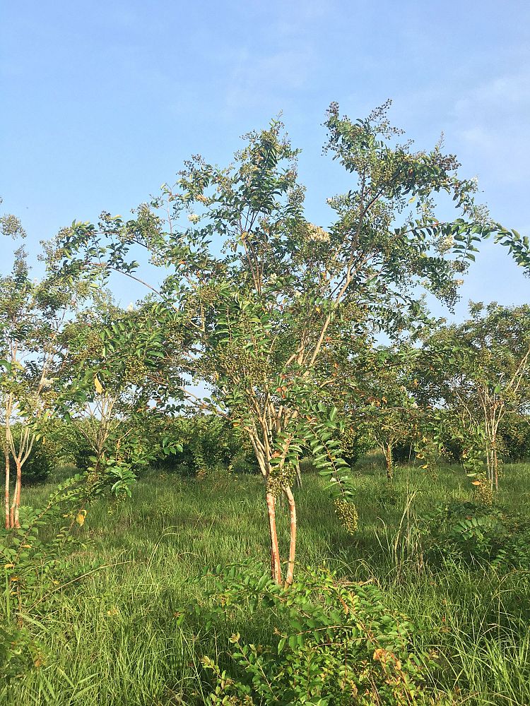 lagerstroemia-fauriei-natchez-japanese-crape-myrtle