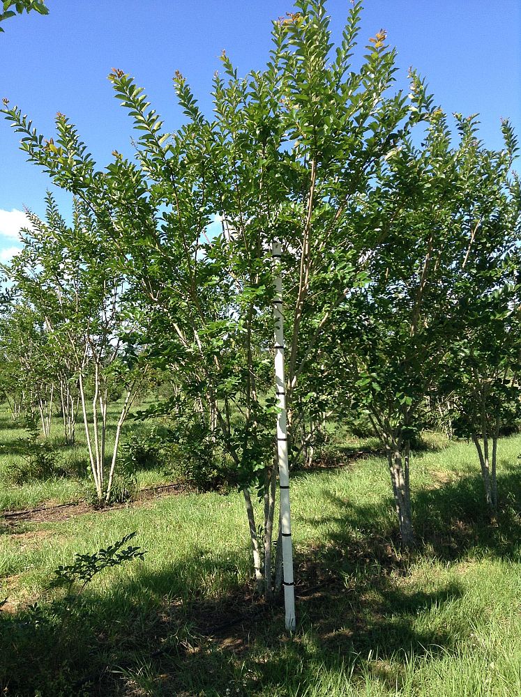 lagerstroemia-fauriei-natchez-japanese-crape-myrtle