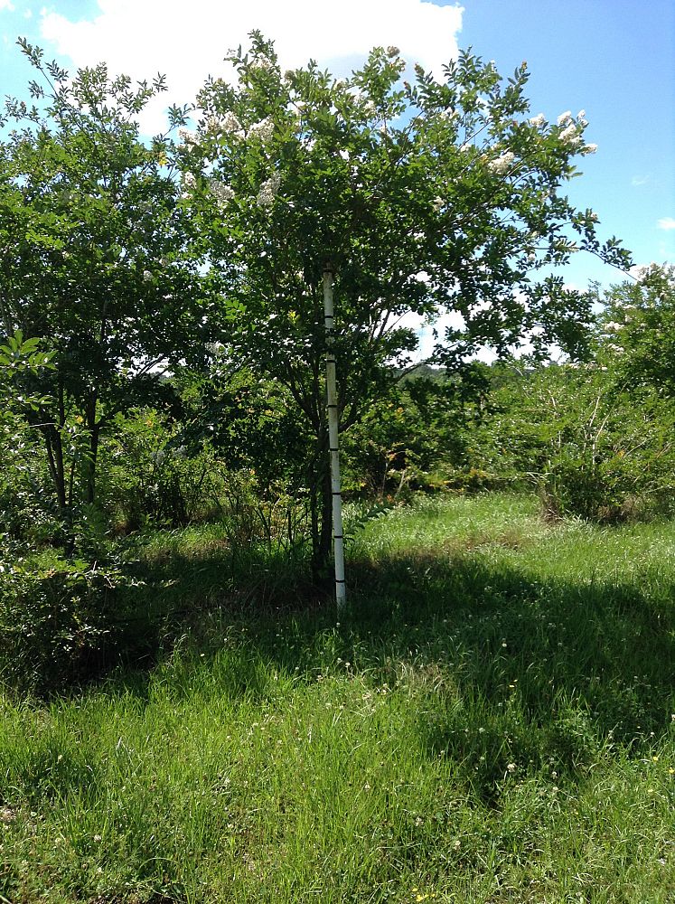 lagerstroemia-fauriei-natchez-japanese-crape-myrtle