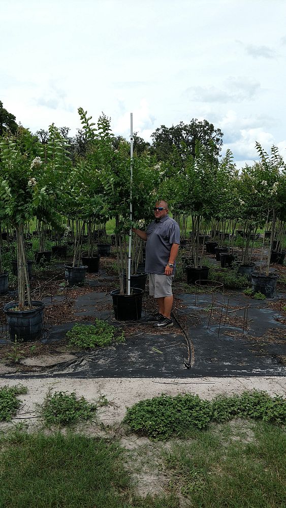 lagerstroemia-fauriei-natchez-japanese-crape-myrtle