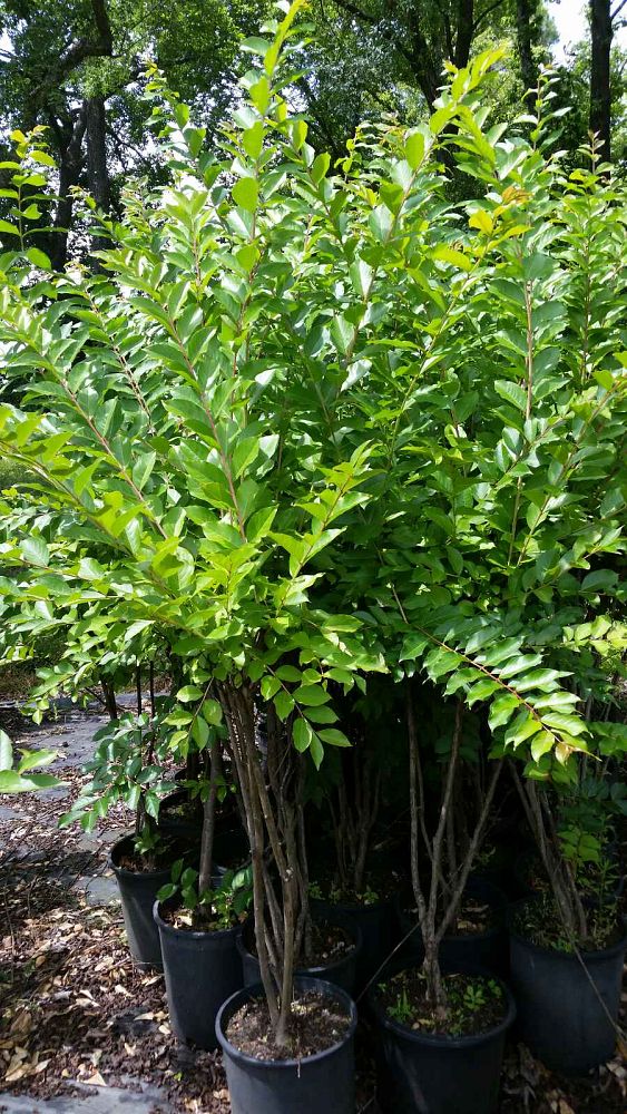 lagerstroemia-fauriei-natchez-japanese-crape-myrtle