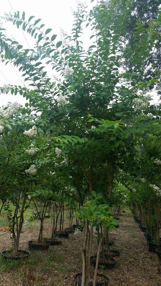 lagerstroemia-fauriei-natchez-japanese-crape-myrtle