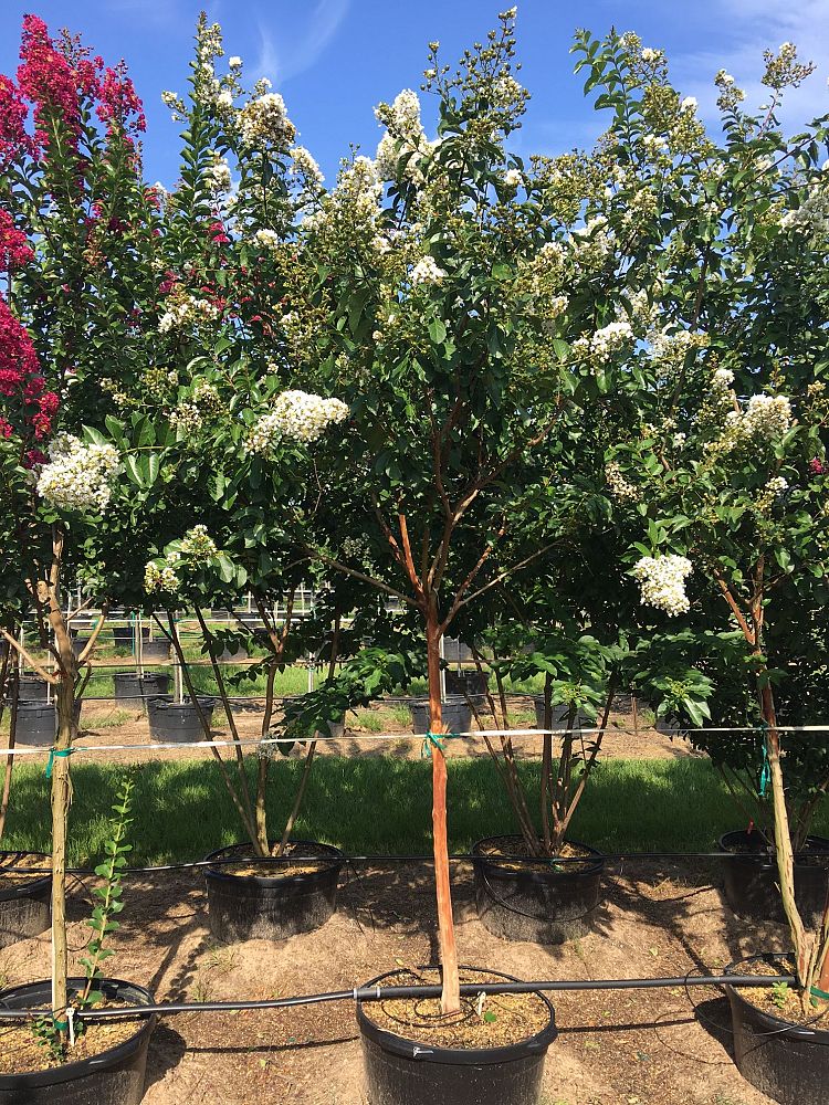 lagerstroemia-fauriei-natchez-japanese-crape-myrtle