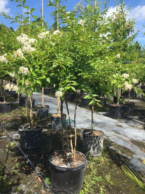 lagerstroemia-fauriei-natchez-japanese-crape-myrtle
