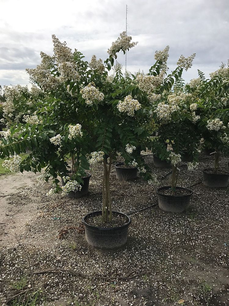 lagerstroemia-fauriei-natchez-japanese-crape-myrtle