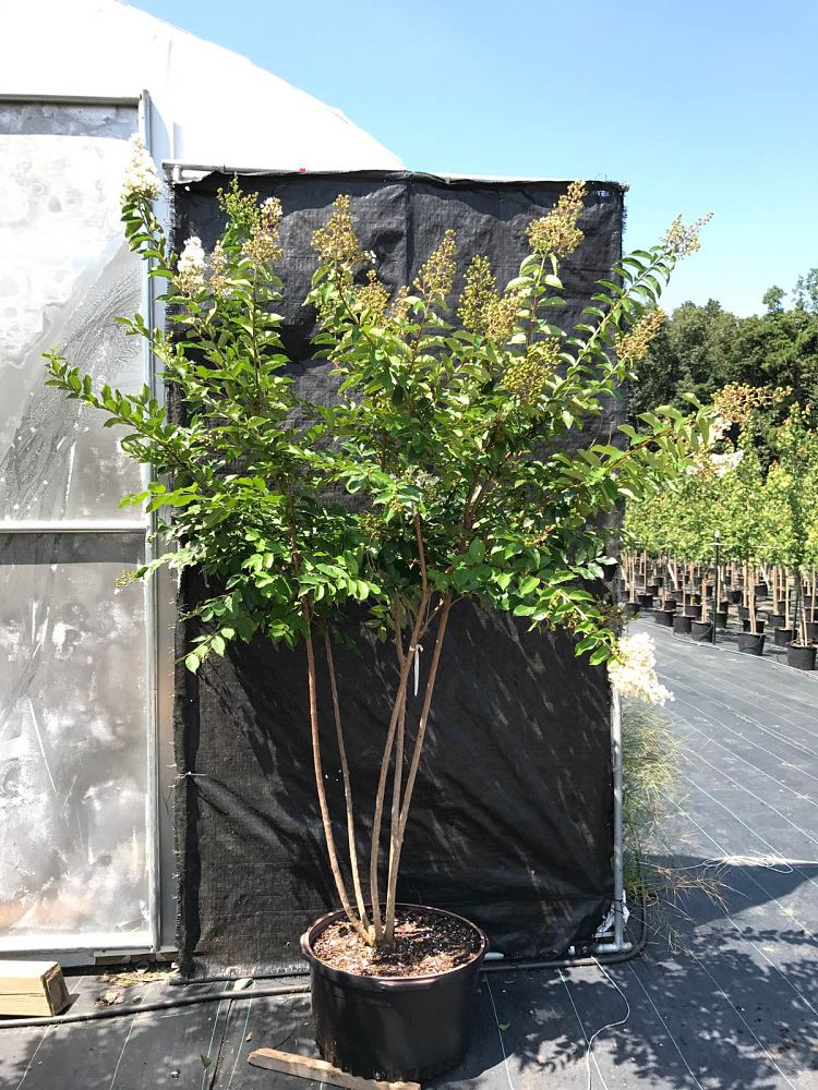 lagerstroemia-fauriei-natchez-japanese-crape-myrtle