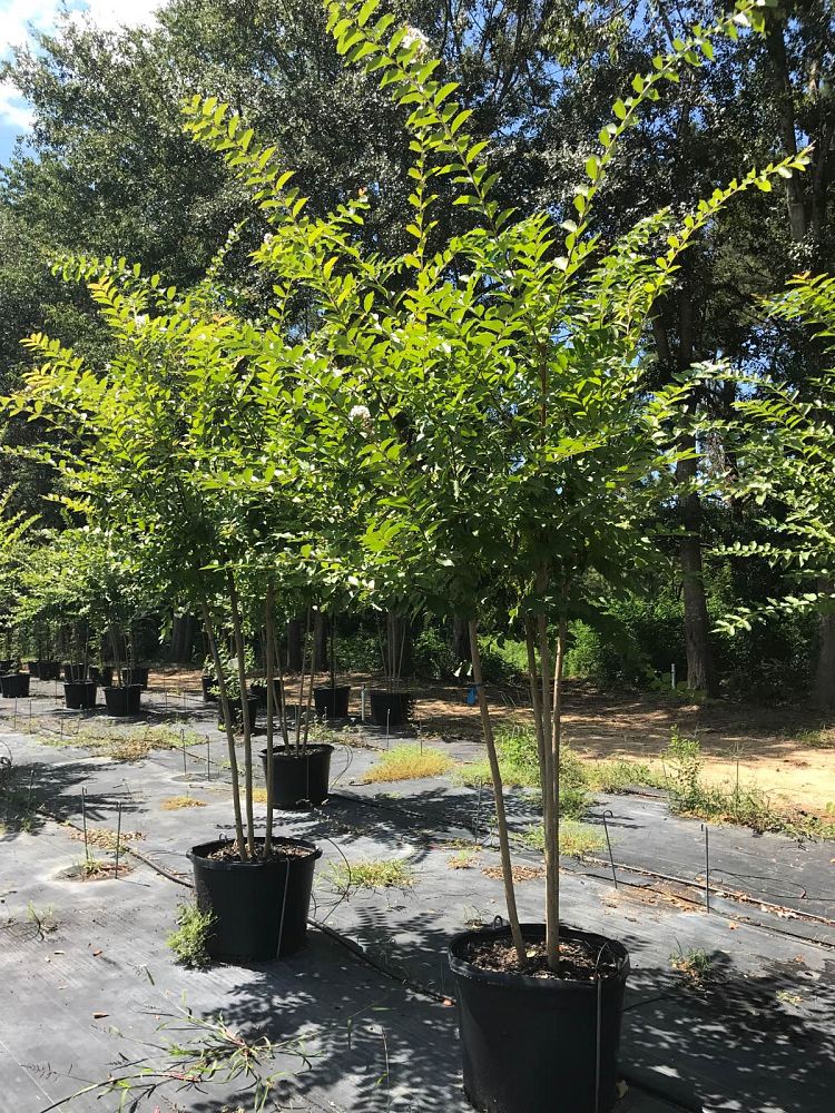 lagerstroemia-fauriei-natchez-japanese-crape-myrtle