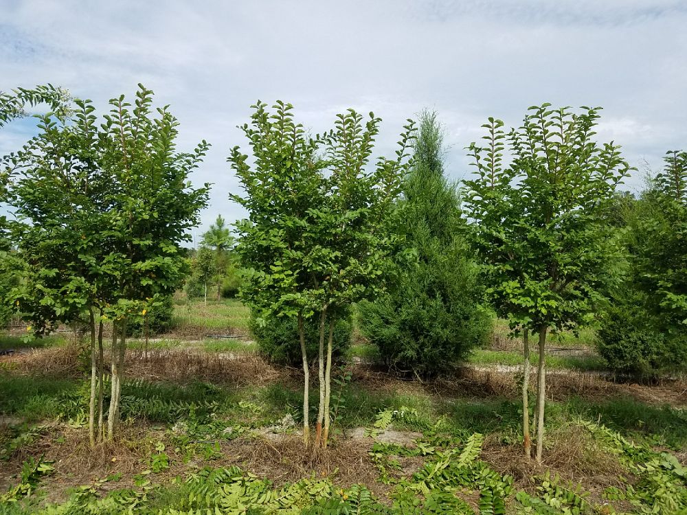 lagerstroemia-fauriei-natchez-japanese-crape-myrtle