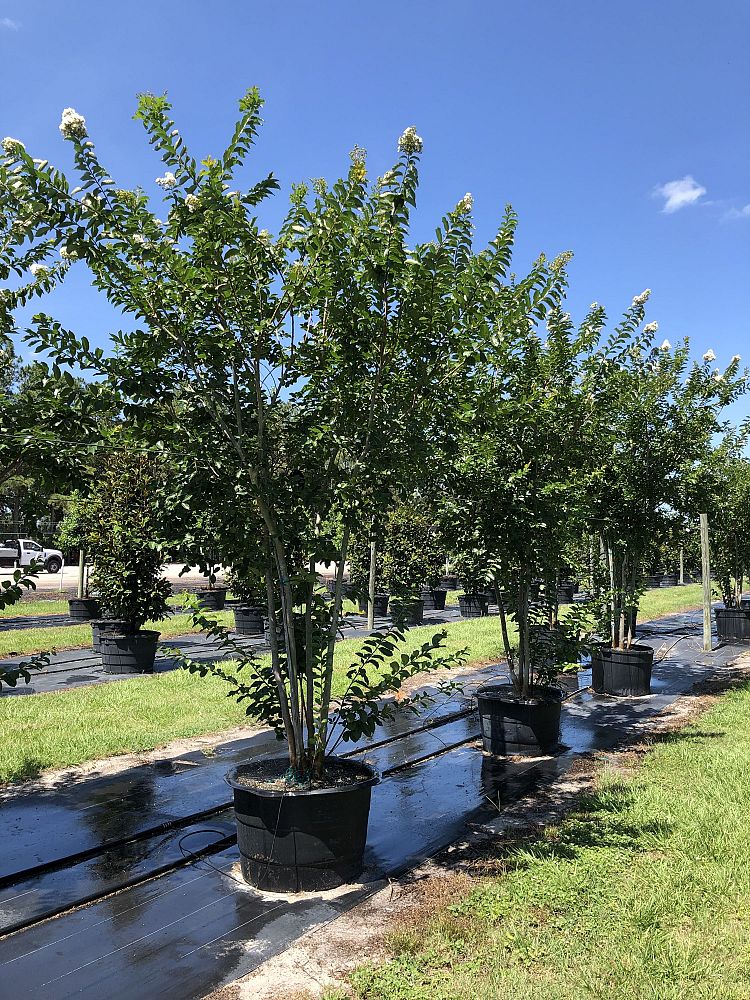 lagerstroemia-fauriei-natchez-japanese-crape-myrtle