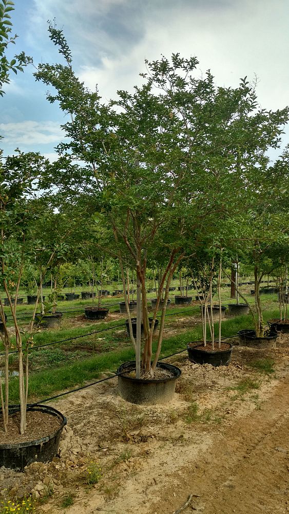lagerstroemia-fauriei-natchez-japanese-crape-myrtle